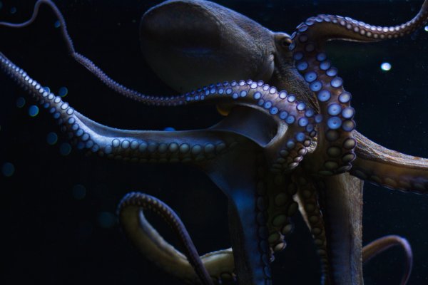 Kraken как найти ссылку